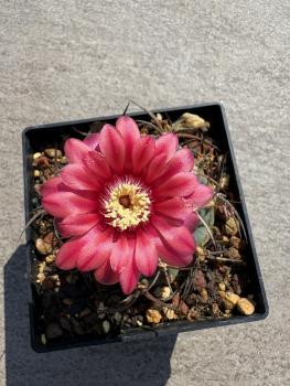 Gymnocalycium oenanthemum